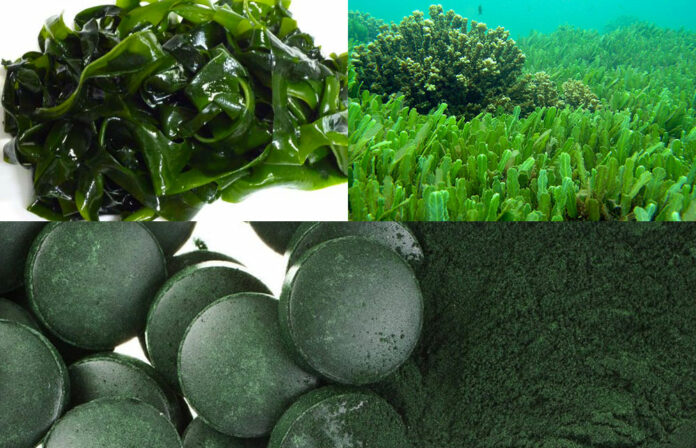 spiruline - Senenews - Actualité au Sénégal, Politique, Économie, Sport